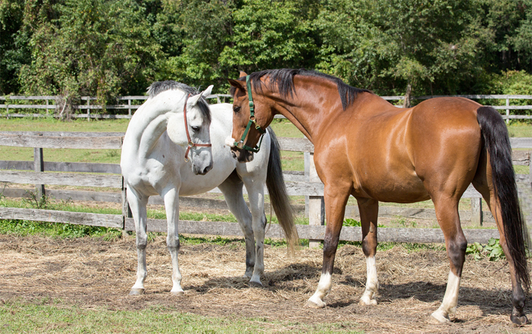 Подробное описание спаривания лошадей, подготовка к процессу, советы по соблюдению необходимых условий