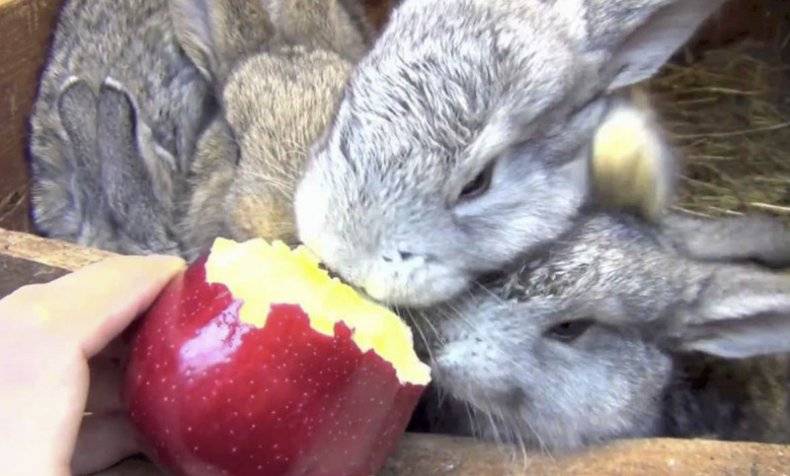 Чем кормить кроликов зимой: составление рациона в домашних условиях для начинающих