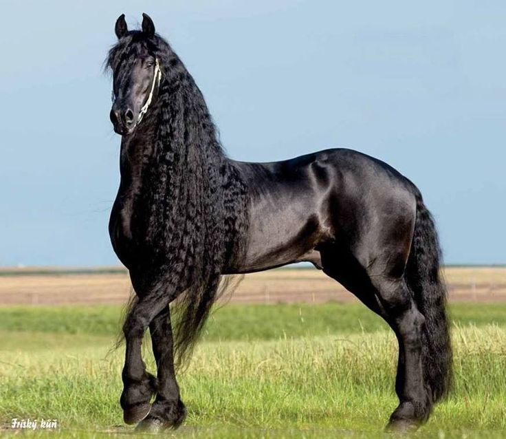 Лошадь фриз: внешние данные, характер и нрав, разведение фризской породы коней