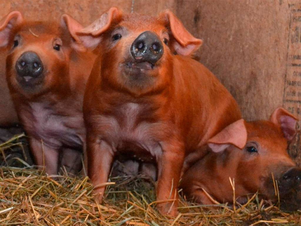 Мясные породы свиней: особенности выращивания