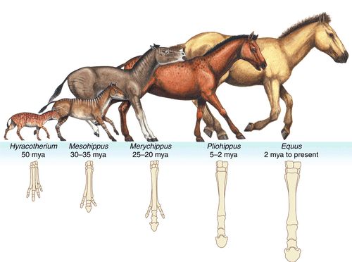 Роль и место лошади историческом развитии человека
