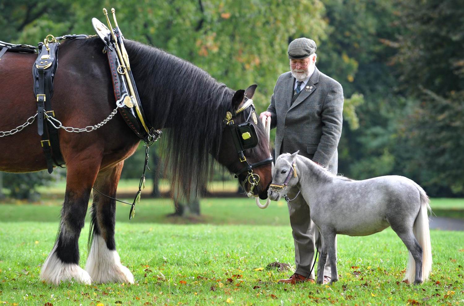 Мини-лошадь: самые маленькие и карликовые кони