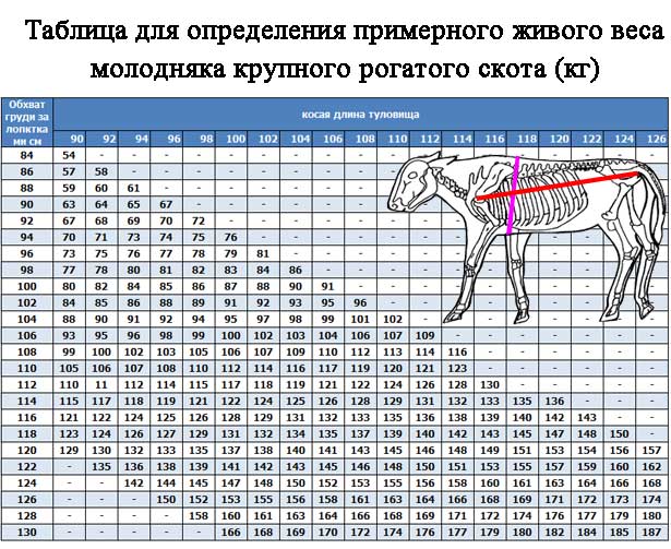 Как узнать вес быка без весов: таблица измерения крс, лента обмера