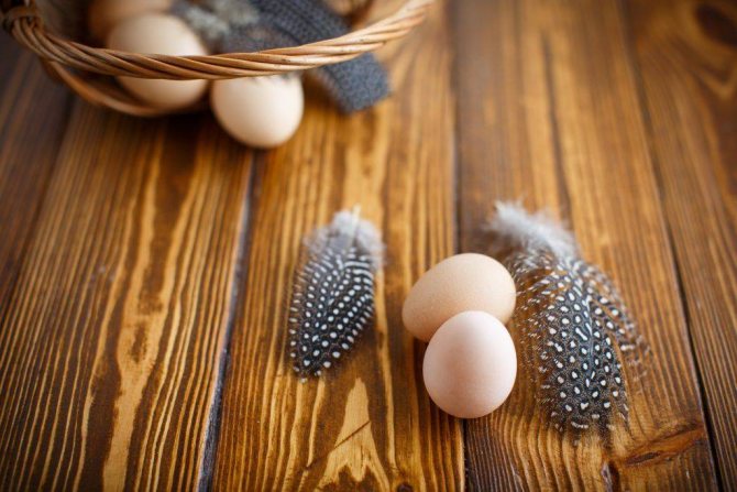 Состав и полезные свойства яиц цесарки и особенности яйценоскости этих птиц