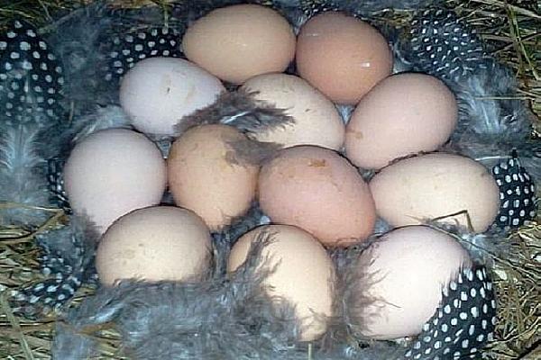 Сколько дней высиживают яйца цесарки