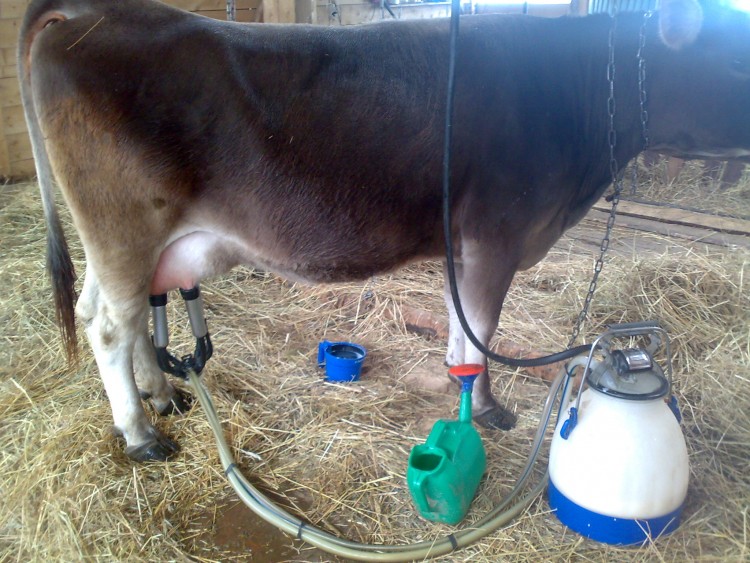 Сколько минут доить корову вручную и аппаратом (додаивать?)