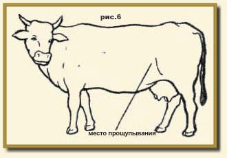 Описание стельности коровы по месяцам - мыдачники