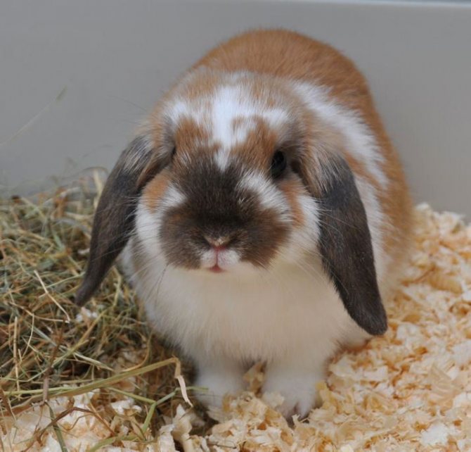 Карликовые кролики: уход и содержание в домашних условиях, отзывы, фото