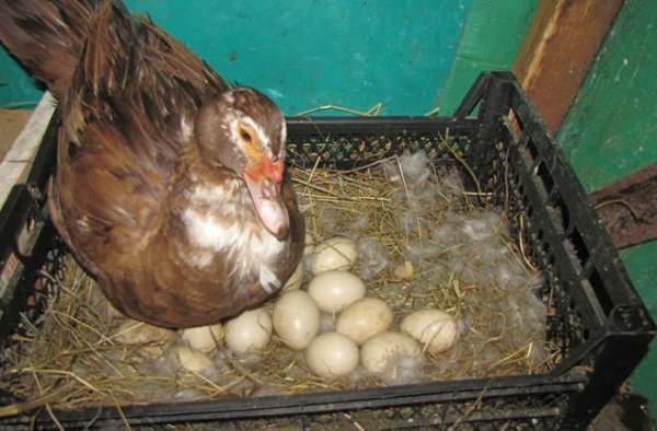 Как узнать, когда индоутки несут яйца?