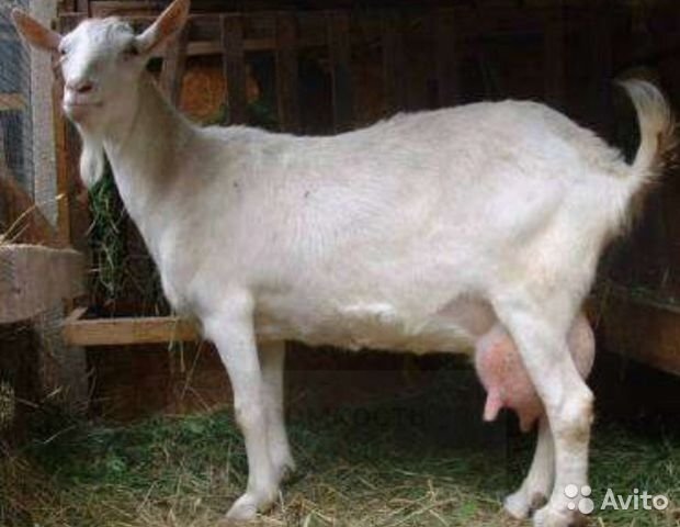 Описание и характеристика продуктивности молочных пород коз, которые дают молоко без запаха