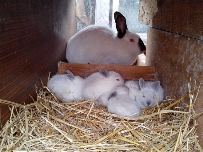 Чем кормить крольчих после окролов, чтобы было молоко: рацион питания кормящих