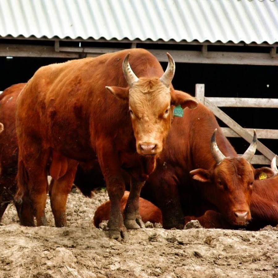 Домашняя корова - содержание, уход и особенности выращивания (95 фото)