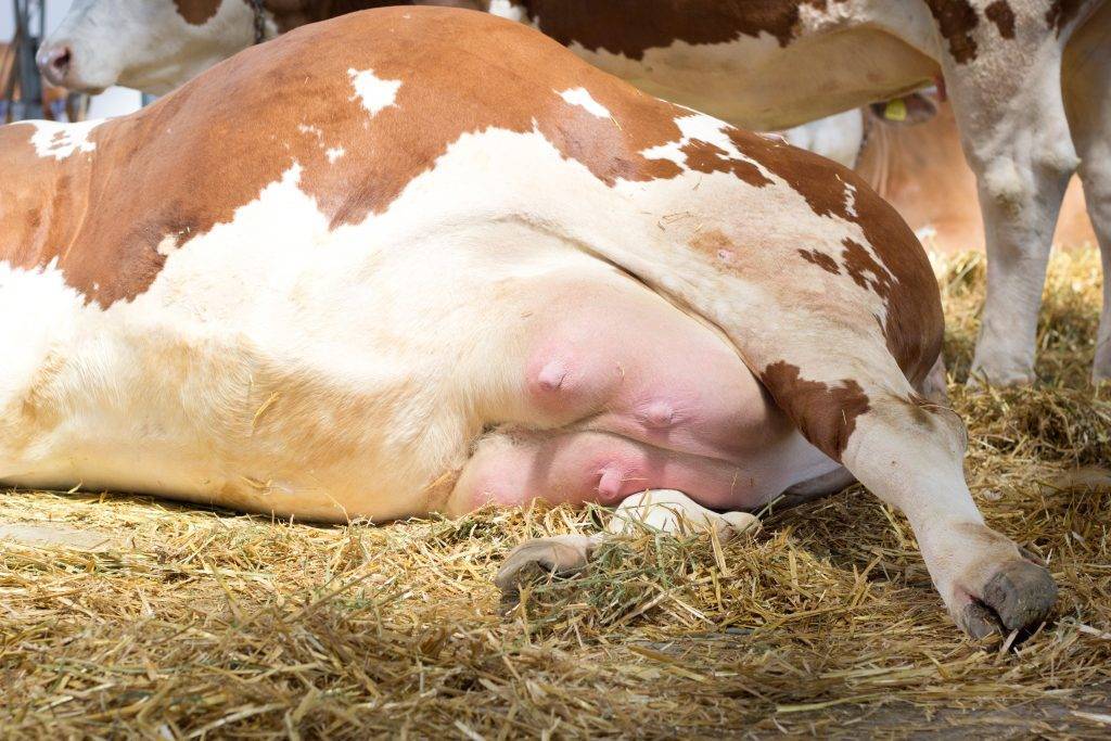 Лечение мастита у коров в домашних условиях: народные средства, препараты
