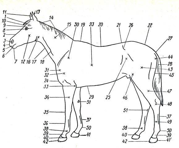Лошади: описание, отличительные особенности, виды, иппотерапия