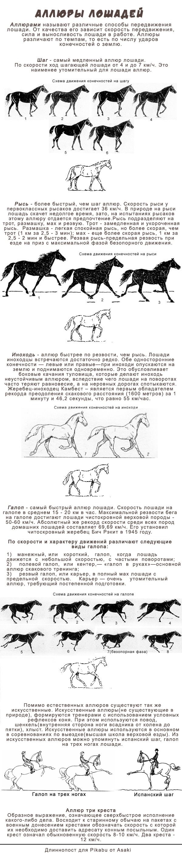 ✅ способы и виды бега лошади (аллюры): шаг, рысь, иноходь, галоп - tehnomir32.ru