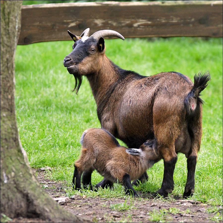 О козах домашних: все об уходе для начинающих, сколько живет, как ухаживать