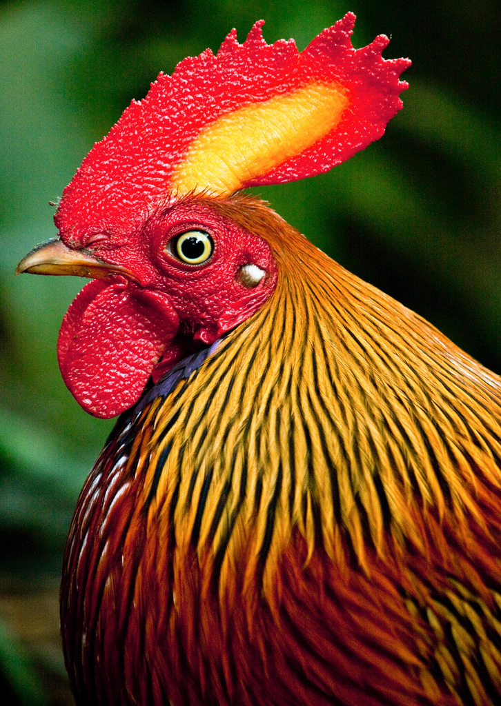 Банкивская джунглевая курица — википедия. что такое банкивская джунглевая курица