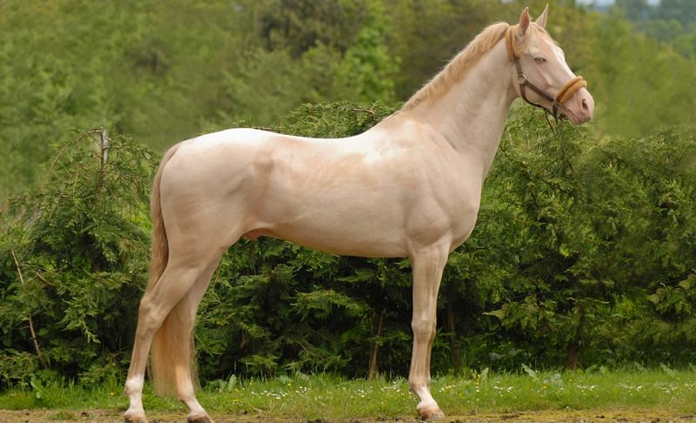 Каурая лошадь: описание масти, питание, содержание