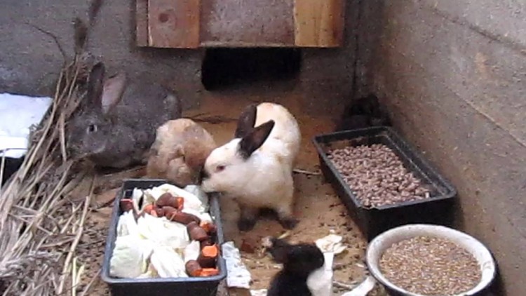 Кормление кроликов в домашних условиях: что должно входить в рацион питания и чем нельзя кормить кроликов