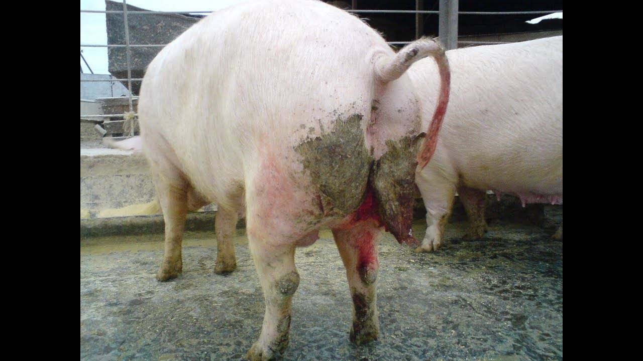Чем опасна рожа у свиней, симптомы заболевания и способы лечения в домашних условиях