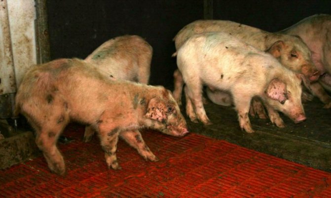Рожа у свиней: возбудитель, пути заражения, симптомы, лечение, вакцина