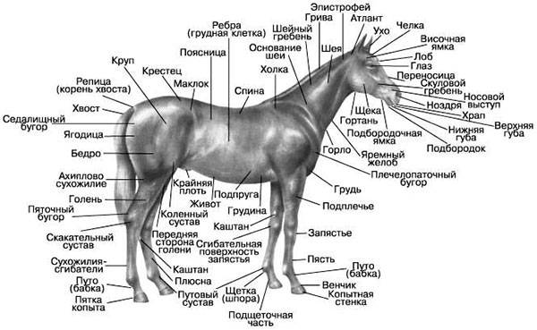 Стати лошади: описание, особенности и строение