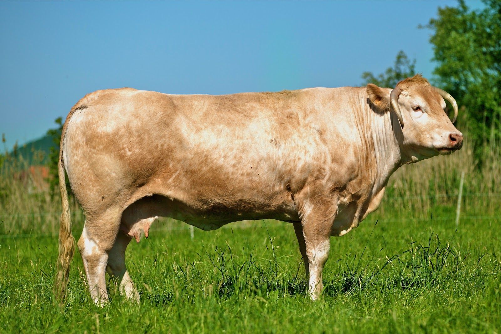 О коровах и быках лимузинской породы: описание и характеристики, содержание