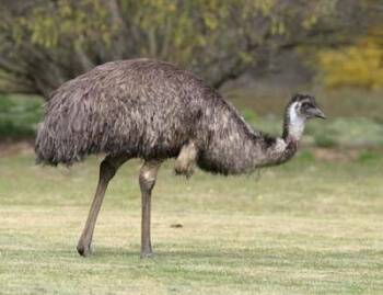 Эму (52 фото): как выглядит австралийский эму? чем он отличается от страусов? чем он питается в австралии и в домашних условиях?