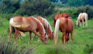 Как спариваются лошади (в природе, в табуне, под присмотром людей): особенности, подготовка, благоприятные условия