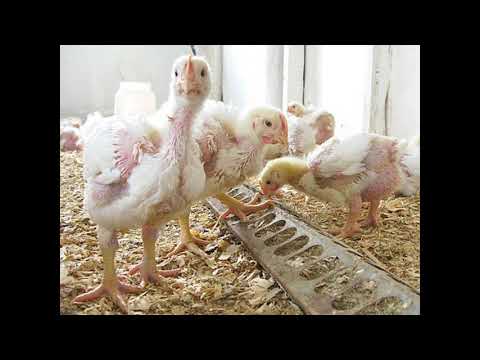 Водянка у курицы: симптомы и лечение, фото и видео