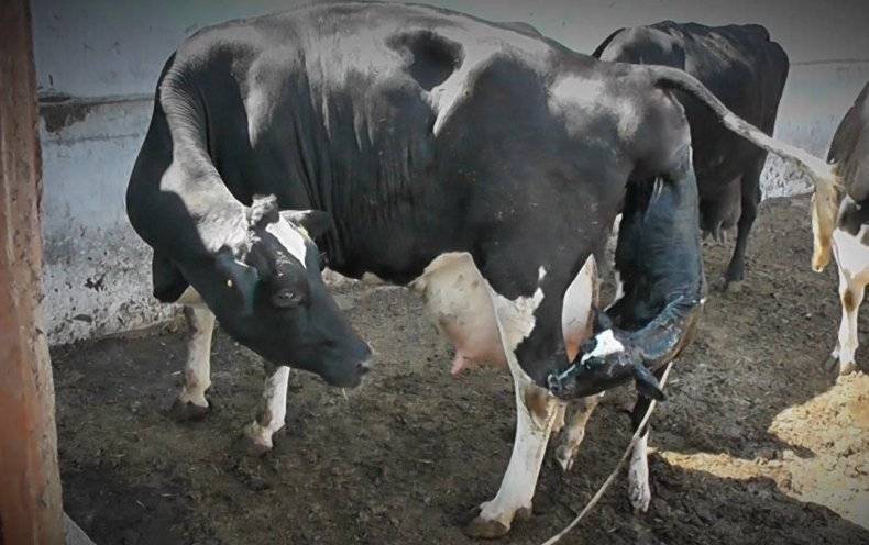 Роды и родовспоможение у коров (советы опытных ветеринаров и животноводов) - все о суставах