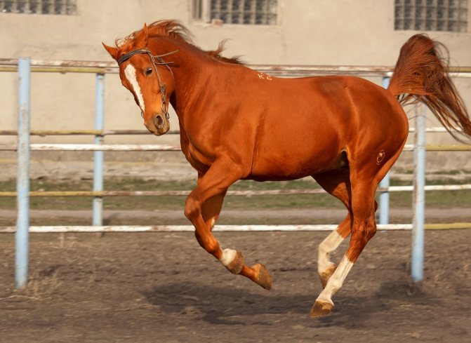 Характеристики и описание буденновской породы лошадей