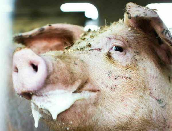 ✅ все о болезнях свиней: симптомы, вид животных, лечение, препараты и дозировки - tehnomir32.ru
