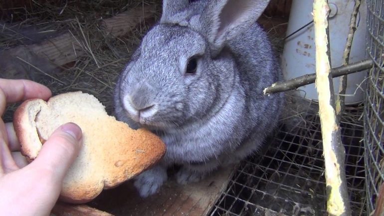 Правильное питание для карликовых кроликов