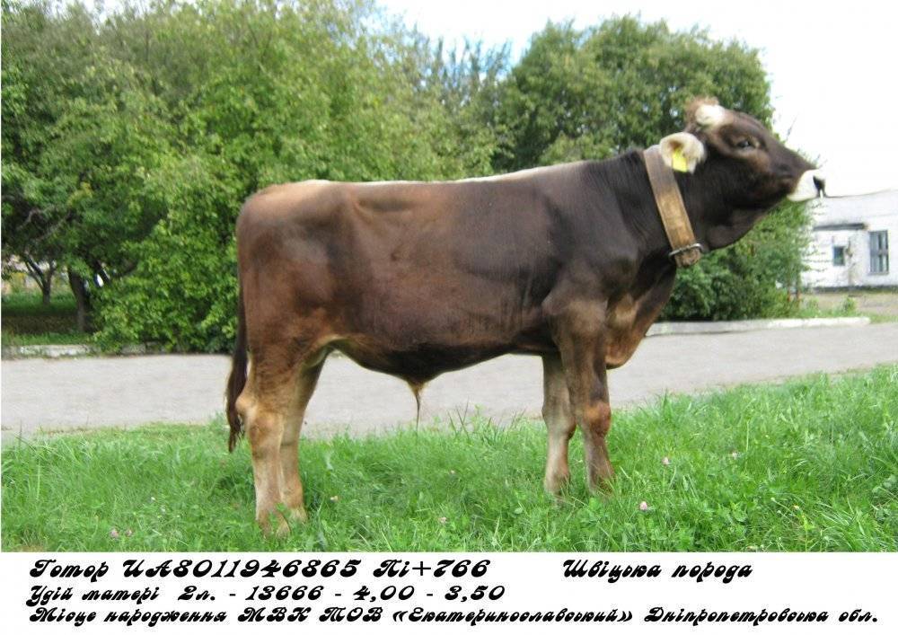Швицкая порода коров: описание и характеристики, требования к содержанию