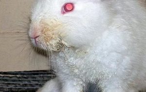 Инфекционный стоматит у кроликов.