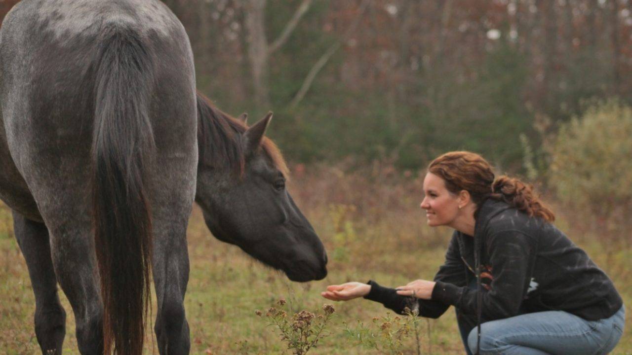 О психологии лошадей: как научить коня доверию и приучить к дрессировке