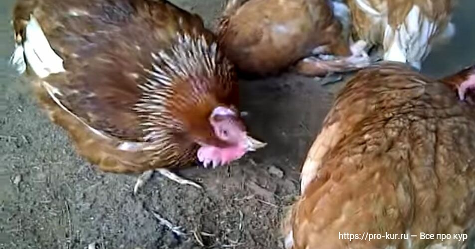 Болезни цыплят бройлеров: симптомы и лечение, как лечить бройлерного цыпленка