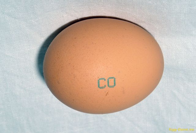 Как курица несет яйца - половая зрелость у несушек, появление яйца