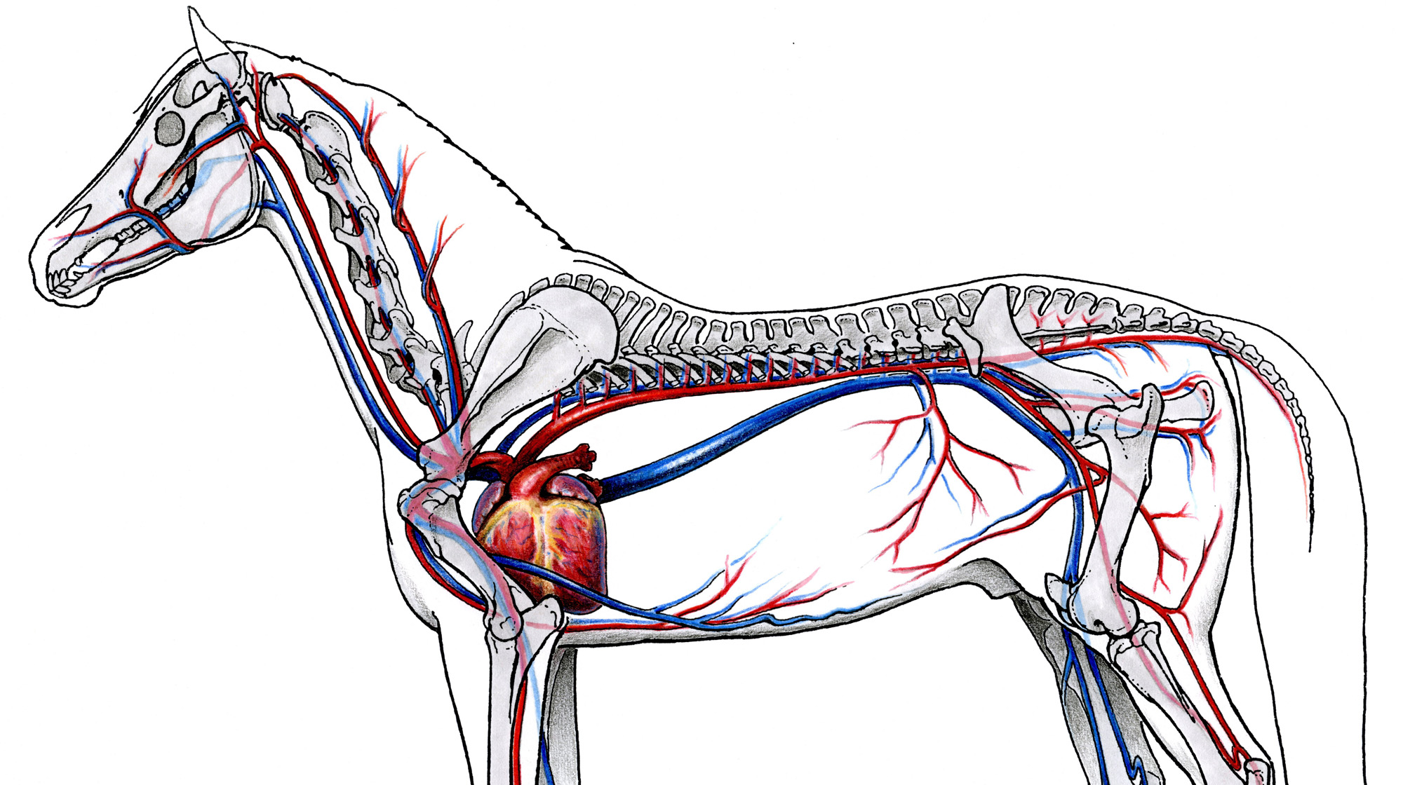 ✅ о строении лошади: круп, морда, суставы, шея, мозг, легкие, дыхательная система - tehnomir32.ru