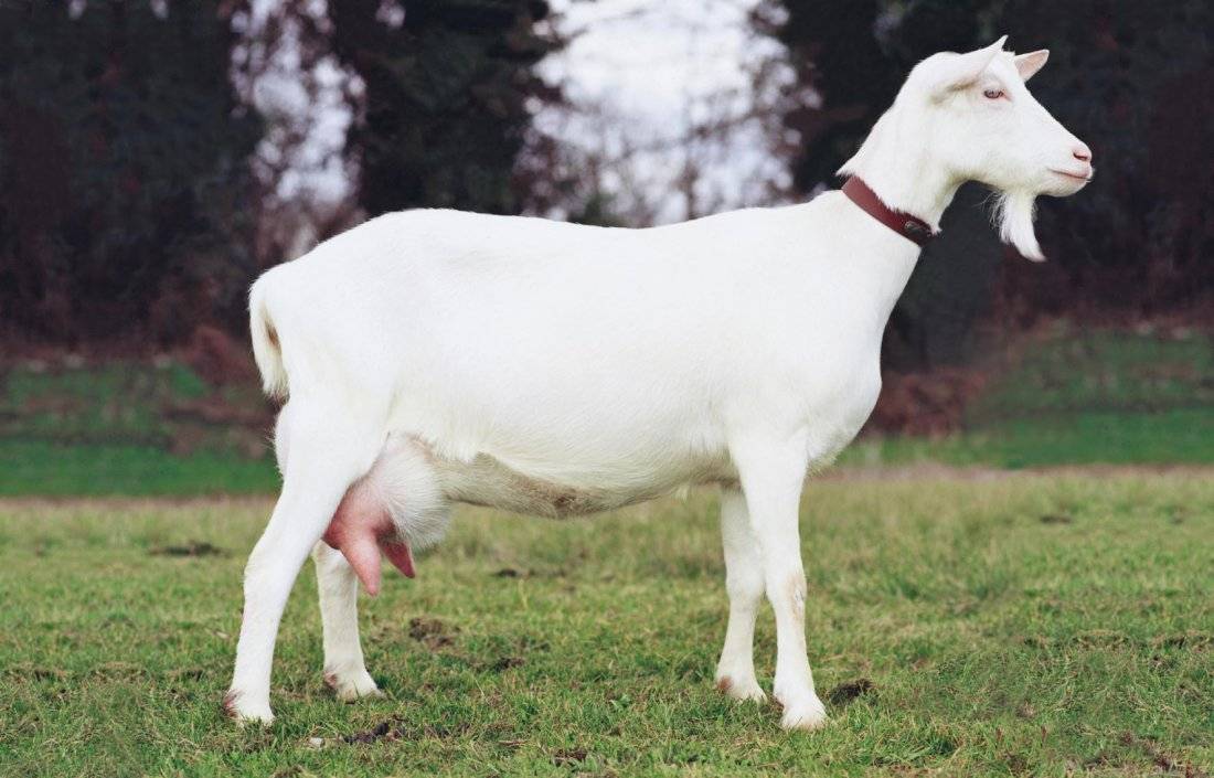 Какие бывают породы коз молочного направления без запаха