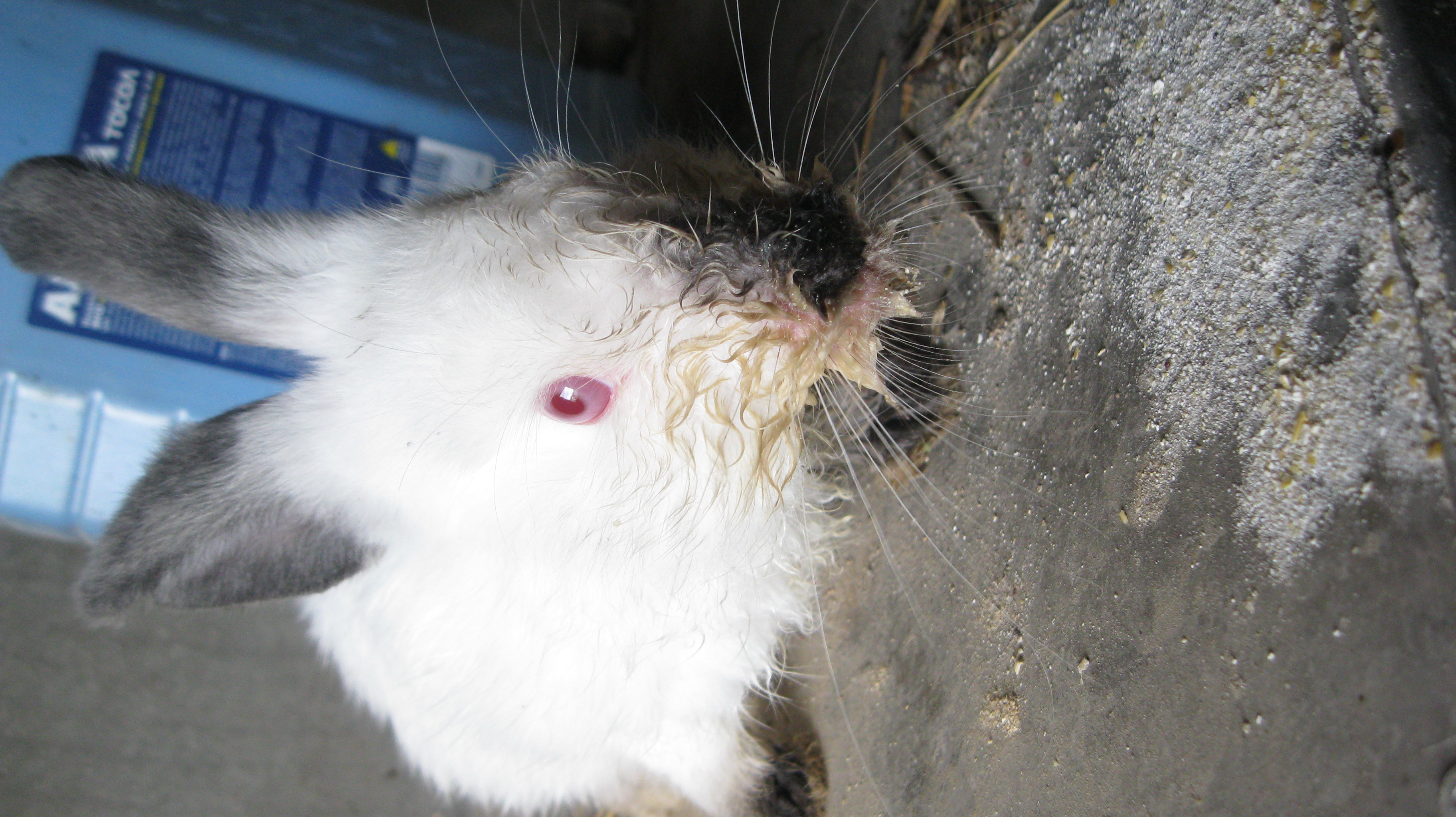 Стоматит у кроликов: симптомы, причины, лечение, рекомендации ветеринаров.