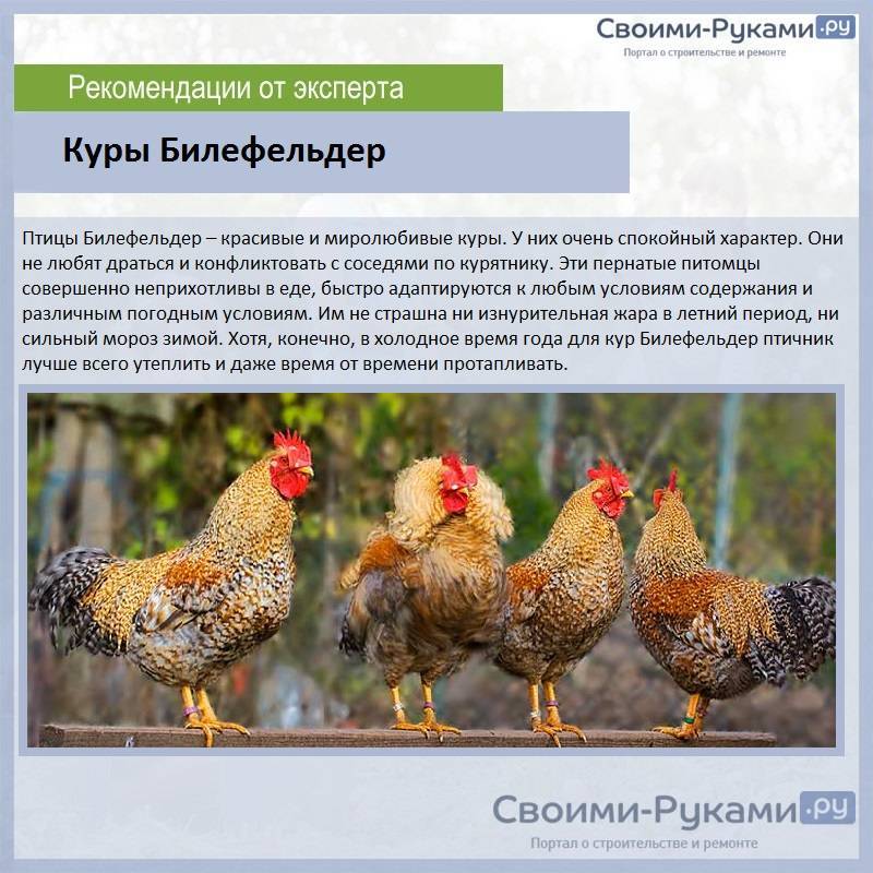 Пушкинская порода кур: отличный заработок на яйце и молодняке