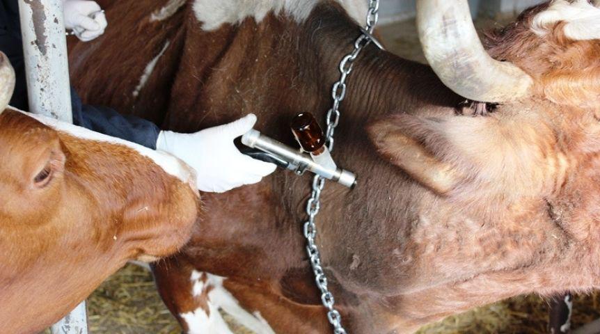 Болезни копыт у коров: описание симптомов, причин, лечения, профилактики