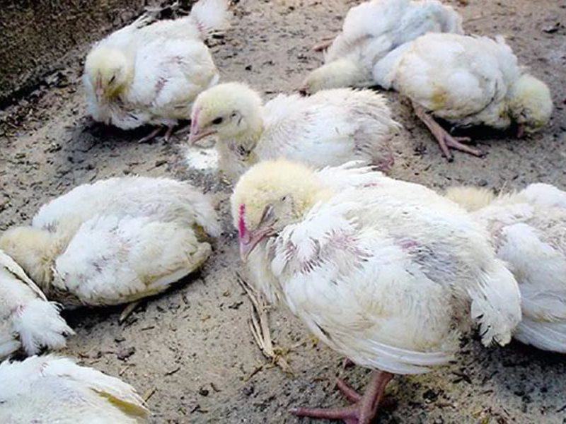 Птичий грипп у цыплят: лечение | наши птички