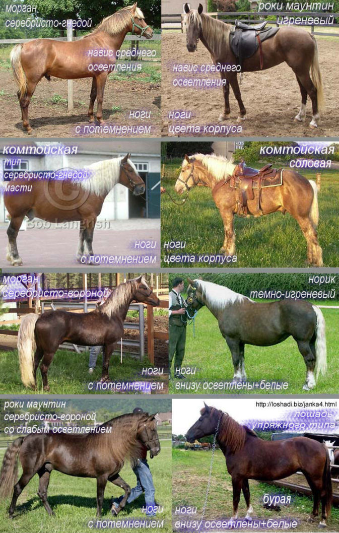 Пегая лошадь (30 фото): какой цвет у коней? описание масти, правила ухода