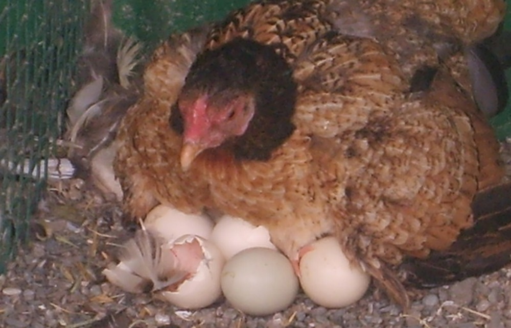 Сколько яиц подложить под индюшку. садим индюшку на яйца: сколько длится высиживание?