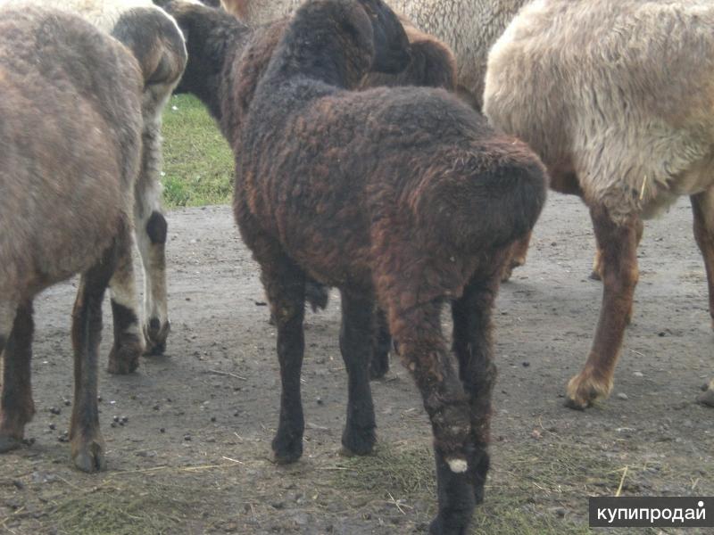 Курдючные овцы: характеристика, разведение