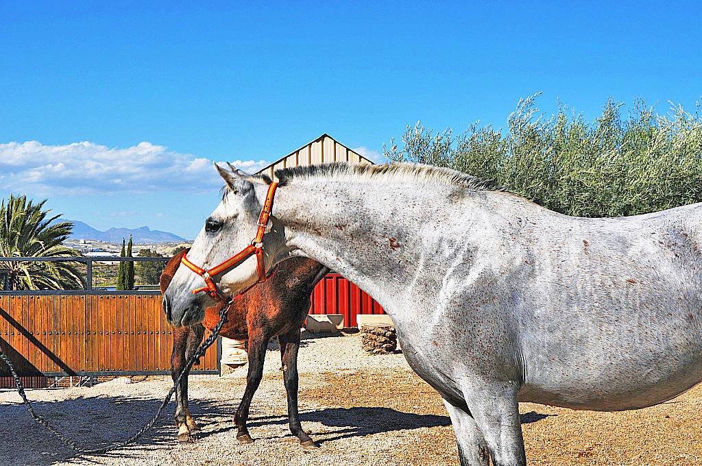 Андалузская лошадь: описание, характер, история и интересные факты