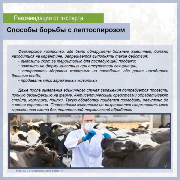 Симптомы и лечение лептоспироза у коров